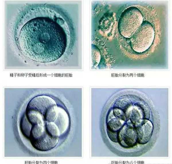 在盛京医院做三代试管移植两个胚胎成功率多高？